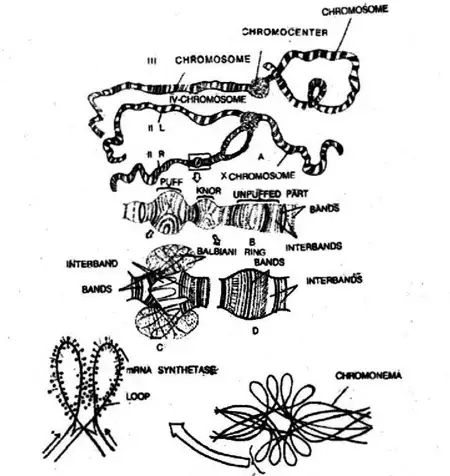 Cytology. Cytology. Figure 4-19. Photomicrograph of SaUvary Chromosome 4 of  Chironomiis tentans Showing One Large Balbiani Ring and Two Smaller Rings  Located Near the Terminal Ends of the Chromosome. (From Beermann,